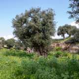 ...che ci conduce nella verdeggiante lama dove secolari ulivi, fiori ed erbe spontanee compongono un �dipinto� rurale davvero suggestivo